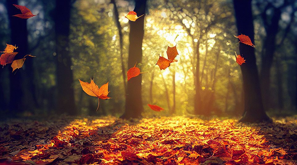 Stay safe in windy weather